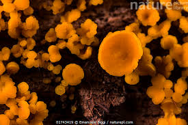 Attēlu rezultāti vaicājumam “Hymenoscyphus fructigenus”