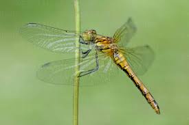 Attēlu rezultāti vaicājumam “Sympetrum sanguineum”