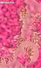 Attēlu rezultāti vaicājumam “Marasmius sp.”