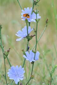 Image result for Zichorie