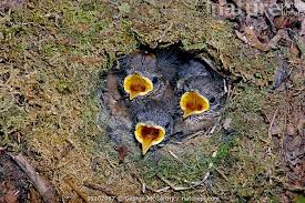 Attēlu rezultāti vaicājumam “Troglodytes troglodytes nest”