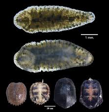 Attēlu rezultāti vaicājumam “Hirudinea”