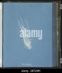 Attēlu rezultāti vaicājumam “Lemanea fluviatilis”