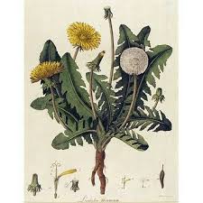 Attēlu rezultāti vaicājumam “Taraxacum officinale aggr.”