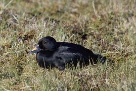 Attēlu rezultāti vaicājumam “Melanitta nigra”