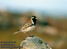 Image result for Calcarius lapponicus