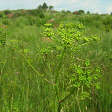 Attēlu rezultāti vaicājumam “Berula erecta”