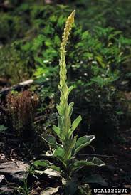 Attēlu rezultāti vaicājumam “Verbascum thapsus bud”