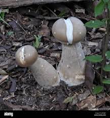 Image result for macrocybe titans
