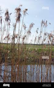Attēlu rezultāti vaicājumam “Phragmites communis flower”