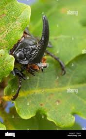 Attēlu rezultāti vaicājumam “Oryctes nasicornis male”