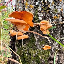 Attēlu rezultāti vaicājumam “Onnia triquetra”