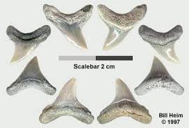 Image result for Alopias vulpinus