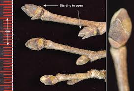 Attēlu rezultāti vaicājumam “Corylus colurna”