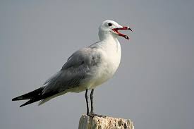 Image result for Larus audouinii