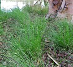 Attēlu rezultāti vaicājumam “Carex remota fruit”