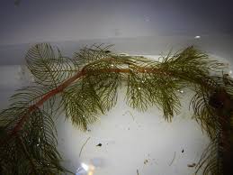 Attēlu rezultāti vaicājumam “Myriophyllum alterniflorum”