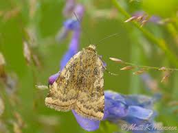 Attēlu rezultāti vaicājumam “Cryptocala chardinyi”