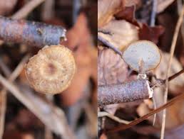 Attēlu rezultāti vaicājumam “Sarcoporia polyspora”