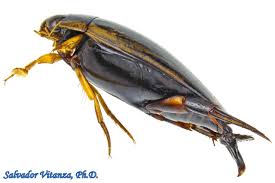 Attēlu rezultāti vaicājumam “Dytiscidae”