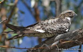 Image result for Chordeiles minor