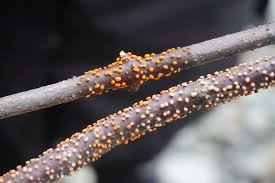 Attēlu rezultāti vaicājumam “Dacrymyces stillatus”