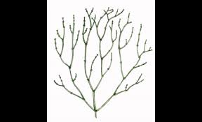 Attēlu rezultāti vaicājumam “Chara filiformis”