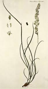 Attēlu rezultāti vaicājumam “Festuca arenaria”