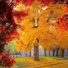 Attēlu rezultāti vaicājumam “Ginkgo biloba”