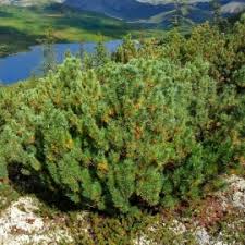 Attēlu rezultāti vaicājumam “Pinus pumila”