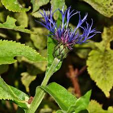 Image result for Flockenblume