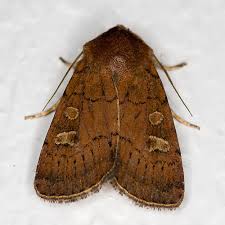 Attēlu rezultāti vaicājumam “Cerastis leucographa”