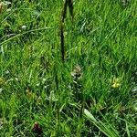 Attēlu rezultāti vaicājumam “Anthoxanthum odoratum fruit”