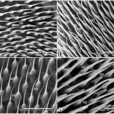 Attēlu rezultāti vaicājumam “Trichia longipalpis”