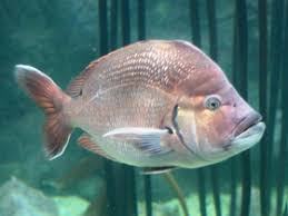 Image result for Chrysoblephus cristiceps
