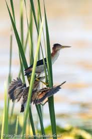 Attēlu rezultāti vaicājumam “Lycogala asperum young”