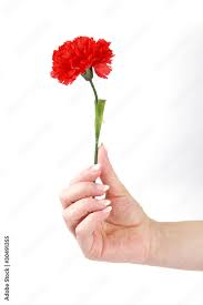 Image result for Nelke