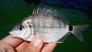 Image result for Diplodus