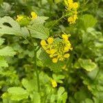 Attēlu rezultāti vaicājumam “Sinapis alba”