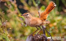 Image result for Cercotrichas galactotes