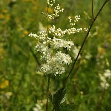 Attēlu rezultāti vaicājumam “Filipendula ulmaria  flower”