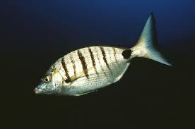 Image result for Diplodus puntazzo