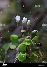 Attēlu rezultāti vaicājumam “Oxalis acetosella flower”
