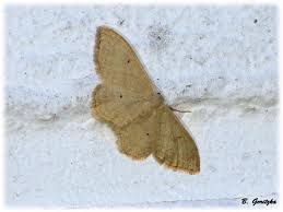 Attēlu rezultāti vaicājumam “Idaea straminata”