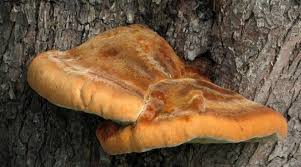 Attēlu rezultāti vaicājumam “Inonotus rheades”