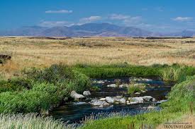 Attēlu rezultāti vaicājumam “Leptophlebia nebulosa”