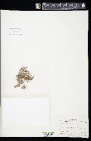 Attēlu rezultāti vaicājumam “Didymodon fallax var. brevifolius”