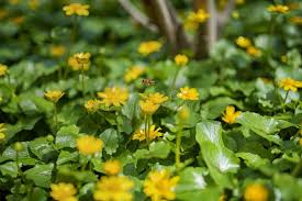 Attēlu rezultāti vaicājumam “Ranunculus auricomus”