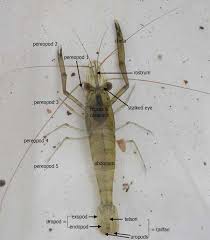 Attēlu rezultāti vaicājumam “Crustacea”