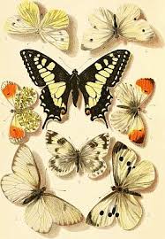 Attēlu rezultāti vaicājumam “Tischeria complanella larva”